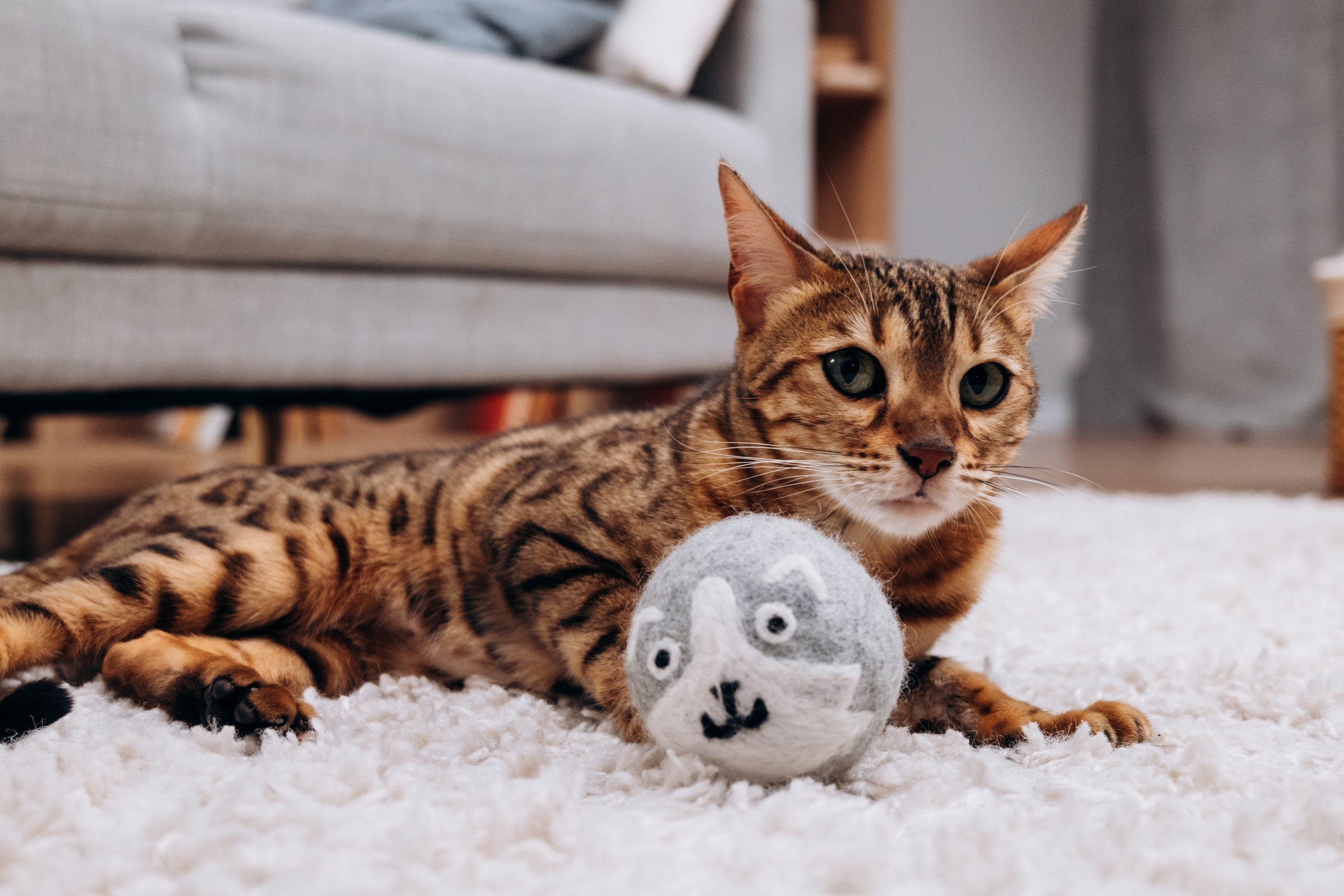 A Bengal cat lying on a rug next to a Wooly Heroes dryer ball